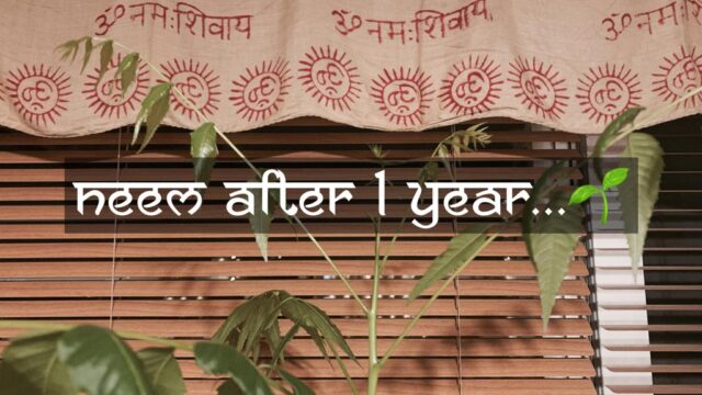 neem after 1 year - Namaste Parivaar